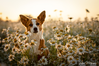 Preise Hundebetreuung, Gassiservice Potsdam