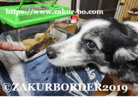 ＺＡＫＵＲＢＯＲＤＥＲ（サクールボーダー）ブログ、ボーダーコリーＭ＆Ｅ２０２５０７１８使用画像1
