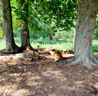 Damwild liegt unter Laubbäumen im Botanischen Volkspark Blankenfelde in Berlin. Foto: Helga Karl