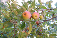 Äpfel an einem Ast