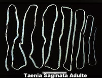 Taenia chien ; tenia chien ; comment vermifuger son chien ; quel vermifuge pour chien ; chienne en gestation vermifuge ; vers chez le chien ; vermifuger un chiot ; vermifuges chien ; vermifuger son chien ; quand vermifuger un chien ; vermifuge maison