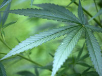 Der Cannabis-Eigenanbau kann unter bestimmten Bedingungen als Notlösung erlaubt werden. Foto: Oliver Berg