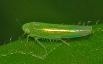 Empoasca vitis