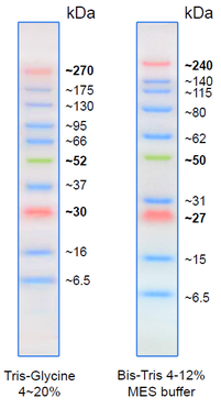 prestained Proteinleiter 6,5 bis 275 kD