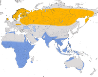 Karte zu r Verbreitung des Bruchwasserläufers (Tringa glareola)