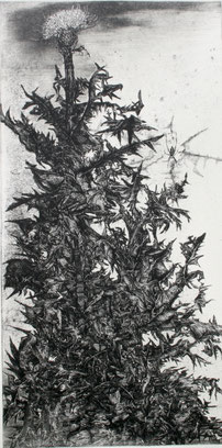 「アザミとクモ」銅版画　600x300mm