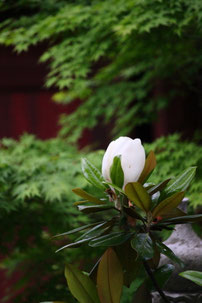 泰山木　　　６月