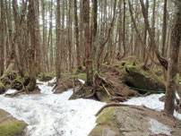 八ヶ岳 ニュウ 残雪期 登山 ガイド