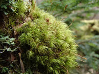 苔の森　ネイチャートレッキング　ツアー