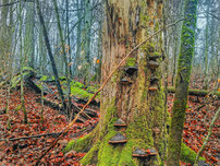 (c) Gerhard Hübner