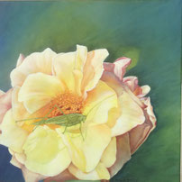 Heuschreck auf Rose 40x40 ÖL