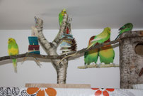 Parc à oiseaux