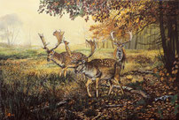 Damhirschrudel 40 x 60  