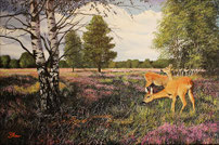 Heiderehe 40 x 60