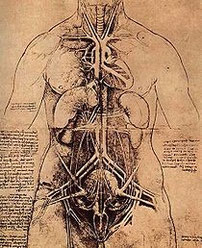 Tratto da: "Observationes anatomicae".