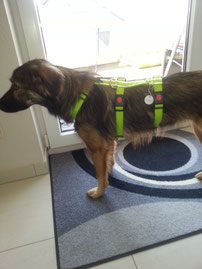 Die Sicherheit Unserer Hunde Steht An Erster Stelle Fur Uns Freunde Fur Tiere E V Tierschutzverein