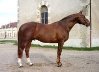 FIDELIO DU THOT SF (DOUBLE ESPOIR)