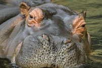 Nilpferd # close-up