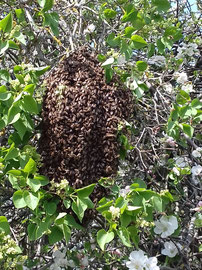 Bienenschwarm in Gera