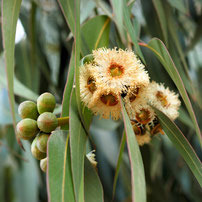 ユーカリラジアタの植物写真