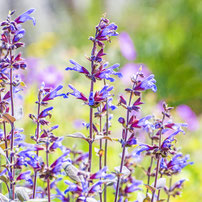 Salvia officinalis