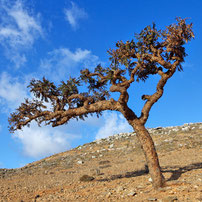 フランキンセンスの植物写真