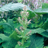 クラリセージの植物写真