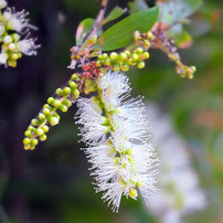 ニアウリの植物写真