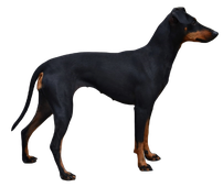Manchester Terrier sitzend, Hund, Terrier, png