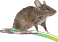 Eliminer les souris