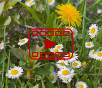 Link zum Video Lebensgefühl Farbe