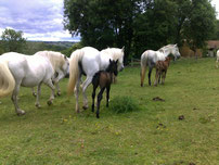 juments blanches (grises) et poulain bai brun alezan foncé, cheval de race Camargue