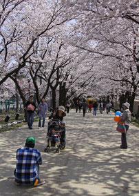 写ッセ　さくら部門賞 No.40273 桜のトンネルを楽しむ人々　太田　誠二(新潟市) 