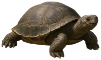 Tortue Feng Shui