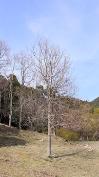 枯れた一本の木の写真フリー素材 Withered Tree Photo Free Material