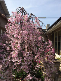 ２階の庭にある枝垂れ桜が満開です。