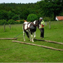 Bodenarbeit mit Pferd, Zugarbeit, Holzrücken