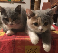 immagine cuccioli gattini brittish shorthair