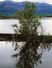 El tamarit es un arbol que crece en la marjal de Pego y Oliva en la Comunidad Valenciana.