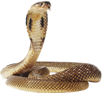 cobra image animaux transparent sur fond blanc pour site web illustration ecole montessori