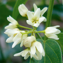 Vincetoxicum - Schwalbenwurz - bei Virusinfektionen, enthalten in metabiarex®N und metabiarex®S Inj.