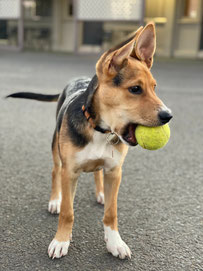 welpen abc hundetraining fur deinen alltagsfitten hund