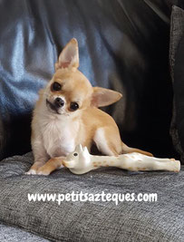 Chihuahua petit gabarit