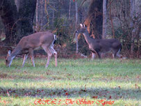 White-tail Deer