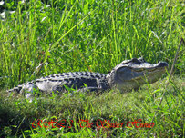 Alligator sunning on the bank