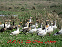 Snow Geese in our Wetlands