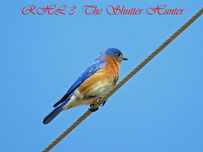 Eastern Bluebird