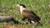 Crested Caracara