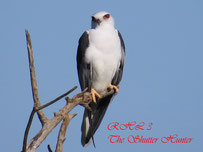        White-tailed Kite