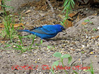 Indigo Bunting